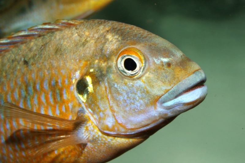 Pseudotropheus sp. 'williamsi north' Makonde